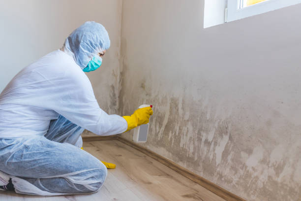 Licensed Mold Remediation service in Harleysville, PA - WQB Mold Removal